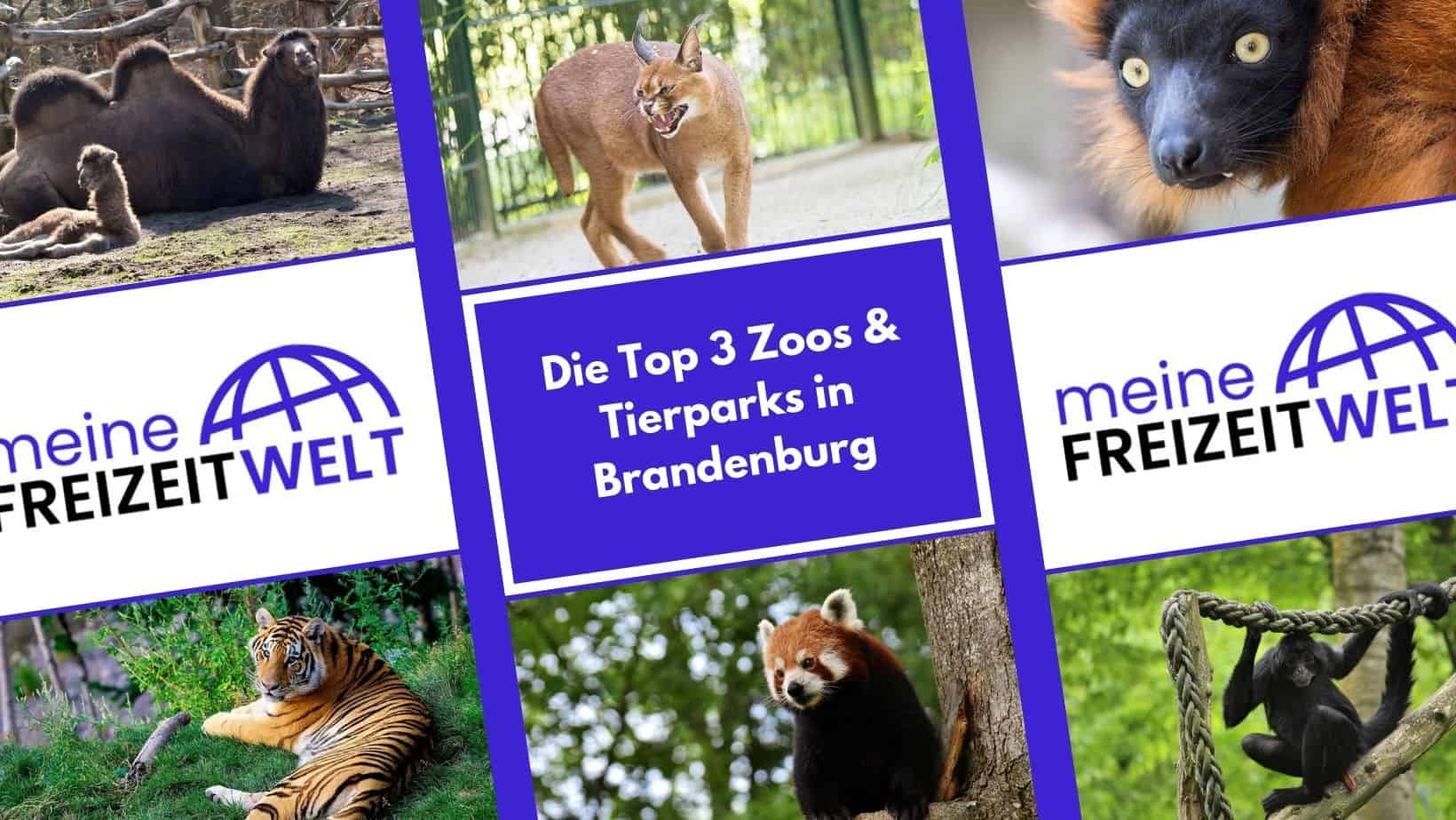 Die Top 3 Zoos & Tierparks in Brandenburg