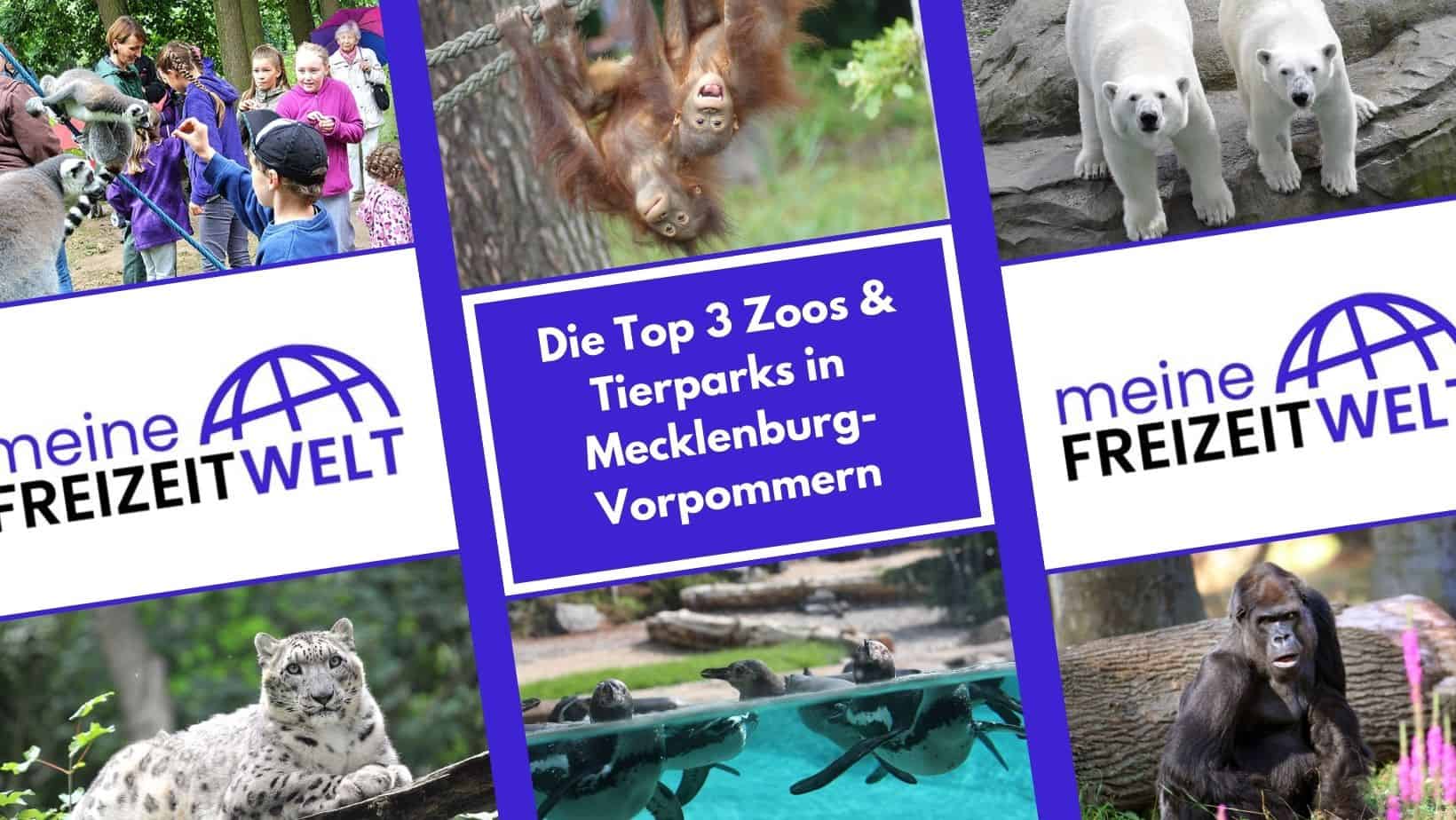 Die Top 3 Zoos & Tierparks in Mecklenburg-Vorpommern
