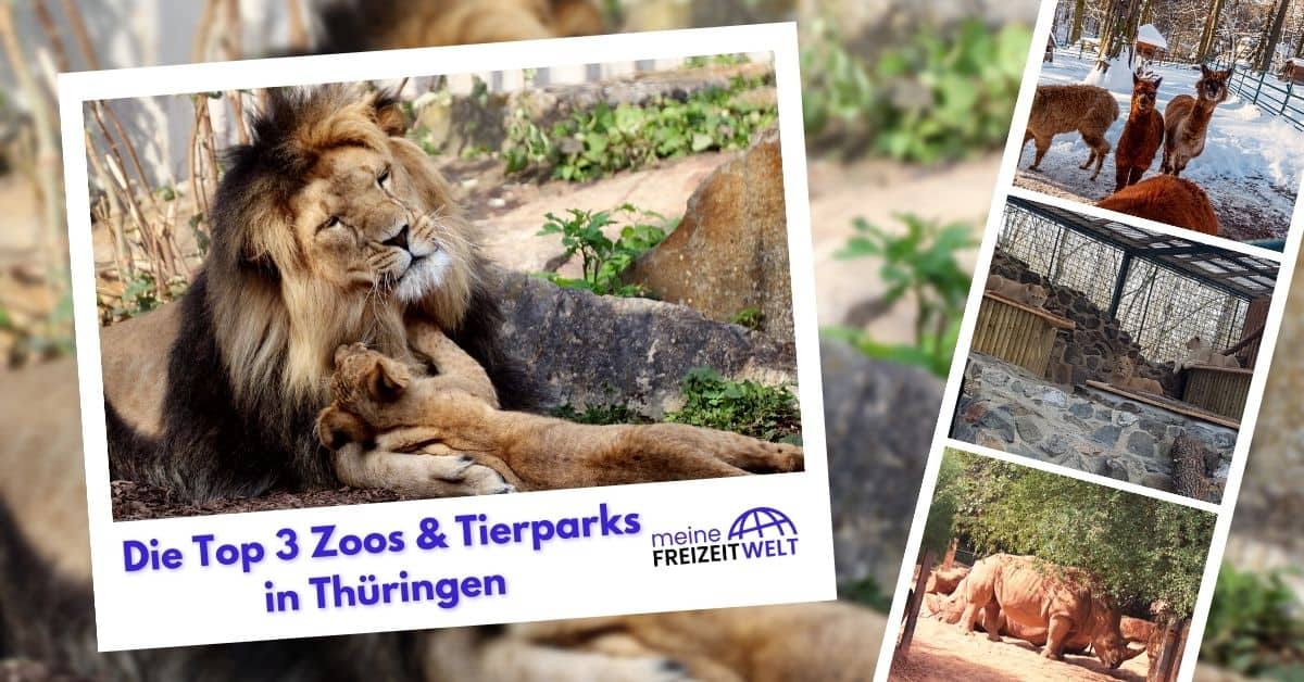 Die Top 3 Zoos & Tierparks in Thüringen