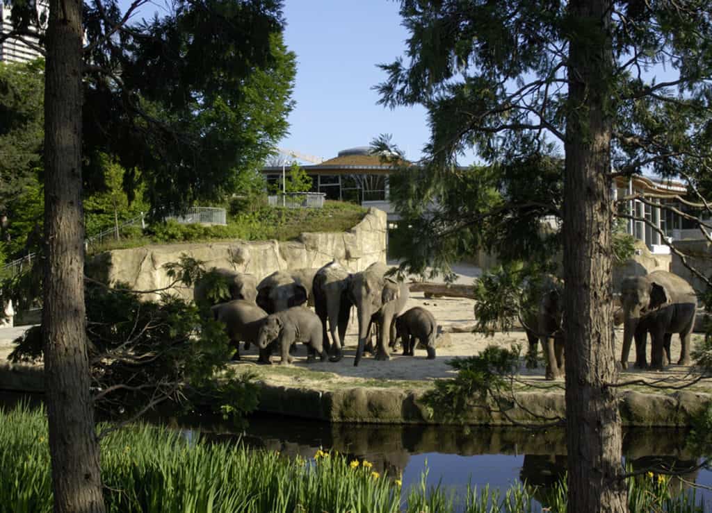 Kölner Zoo Elefantenpark Aussengehege